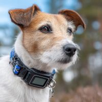 The Best GPS Trackers for Pets: Keeping Your Furry Friends Safe in Canada